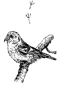 Хорюшка - _030.png