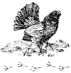 Хорюшка - _032.png