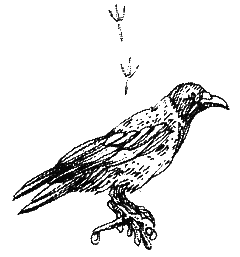 Хорюшка - _033.png