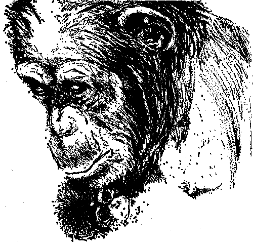 Шимпанзе горы Ассерик - i_008.png