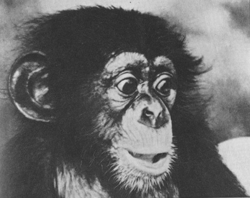 Шимпанзе горы Ассерик - i_032.jpg