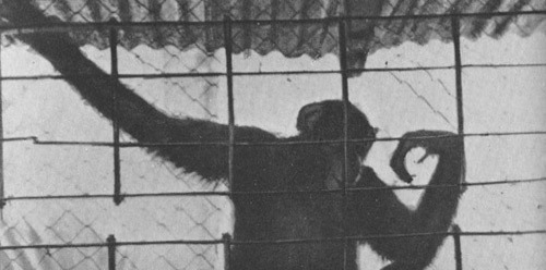 Шимпанзе горы Ассерик - i_052.jpg