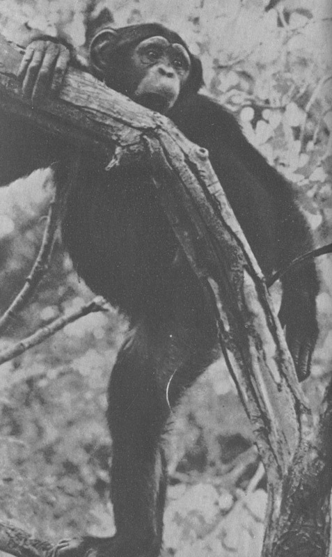 Шимпанзе горы Ассерик - i_056.jpg