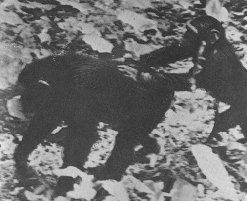 Шимпанзе горы Ассерик - i_061.jpg