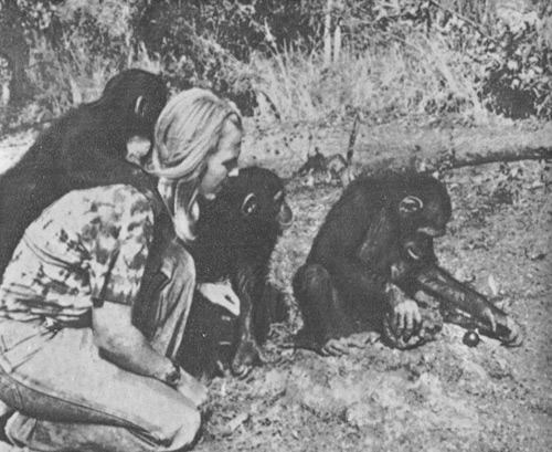 Шимпанзе горы Ассерик - i_066.jpg