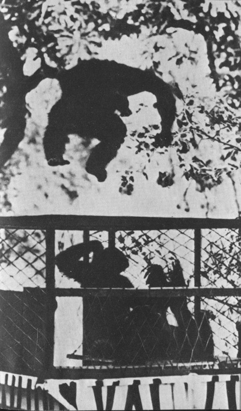 Шимпанзе горы Ассерик - i_071.jpg