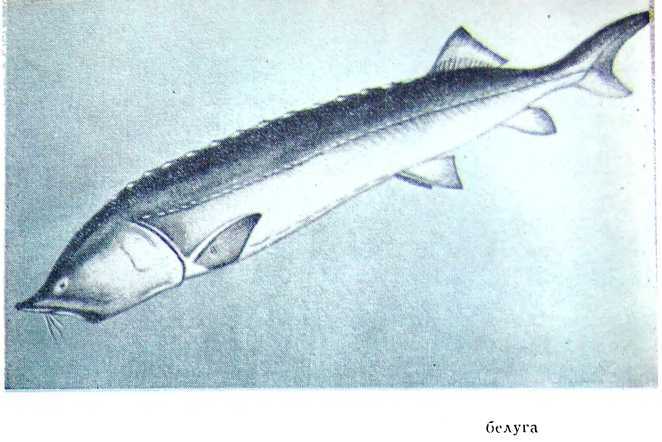 Рыбаки (очерки) - i_006.jpg