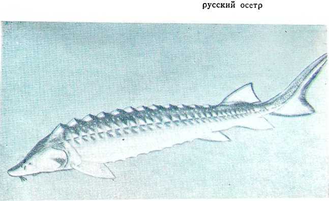 Рыбаки (очерки) - i_007.jpg