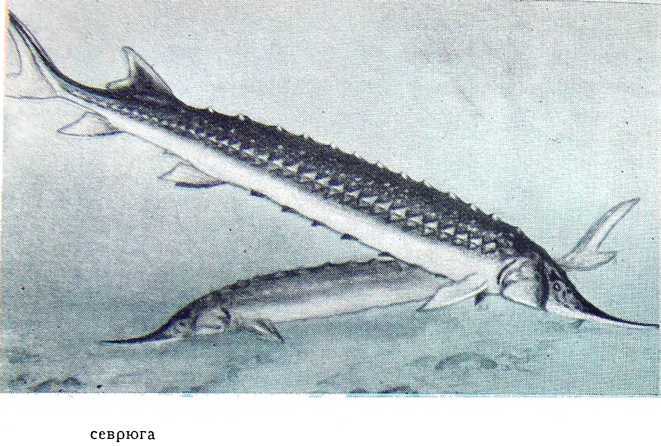 Рыбаки (очерки) - i_008.jpg