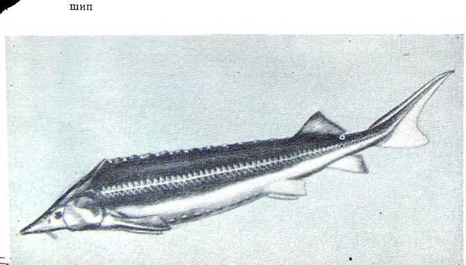 Рыбаки (очерки) - i_009.jpg