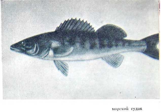 Рыбаки (очерки) - i_010.jpg