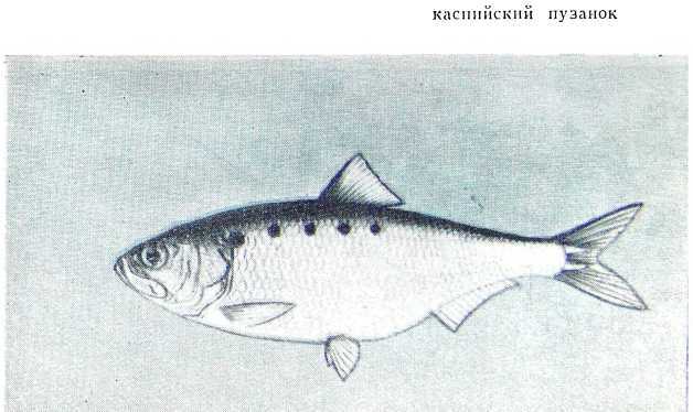 Рыбаки (очерки) - i_011.jpg