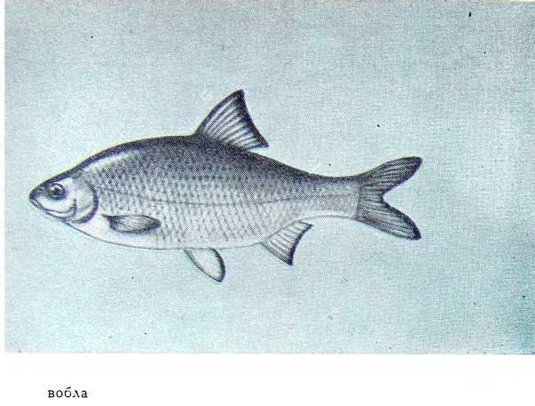 Рыбаки (очерки) - i_012.jpg