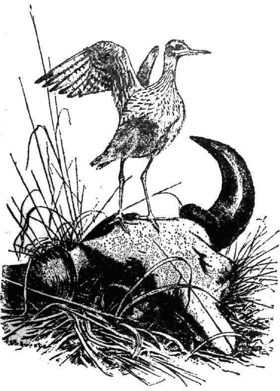 Календарь песчаного графства - i_001.jpg