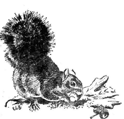 Календарь песчаного графства - i_004.jpg