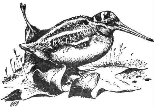 Календарь песчаного графства - i_008.jpg