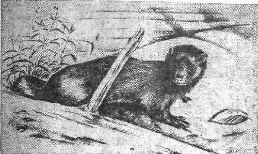 Календарь песчаного графства - i_009.jpg