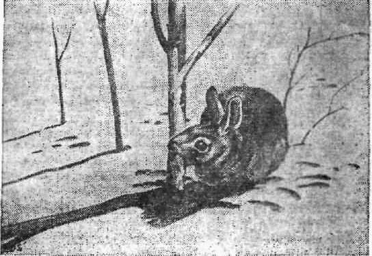 Календарь песчаного графства - i_017.jpg