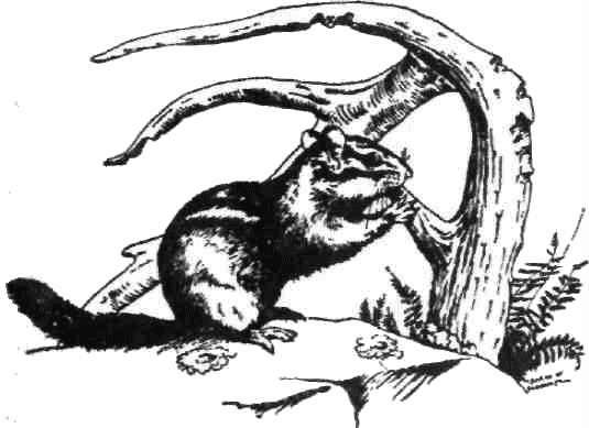 Календарь песчаного графства - i_035.jpg