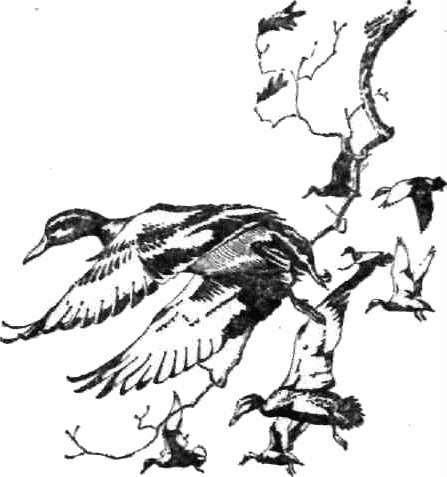 Календарь песчаного графства - i_039.jpg