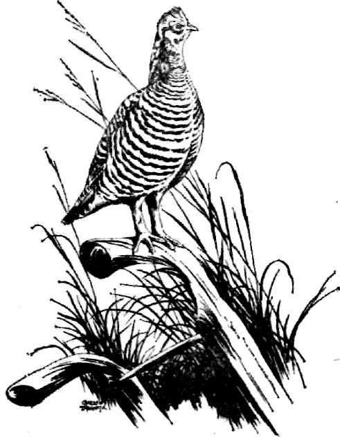 Календарь песчаного графства - i_043.jpg