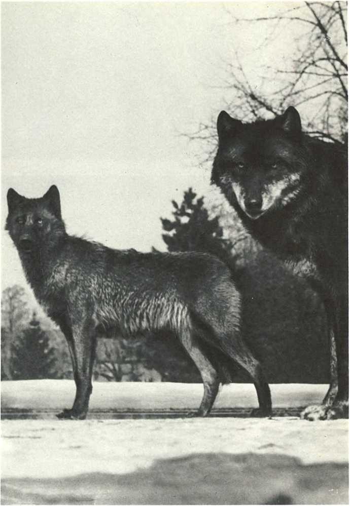 Дикое животное и человек - i_075.jpg