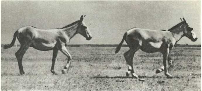 Дикое животное и человек - i_078.jpg