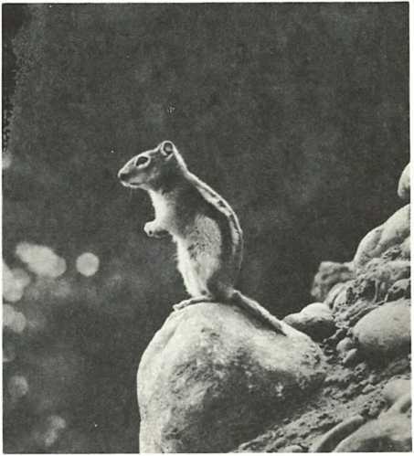 Дикое животное и человек - i_081.jpg