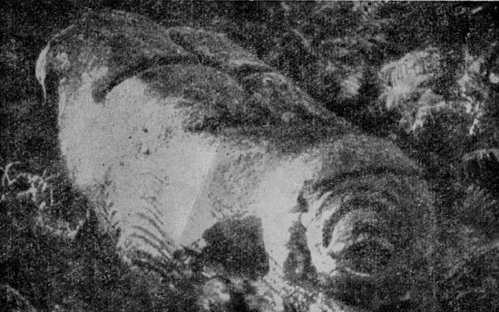 Позабытые острова - i_008.jpg