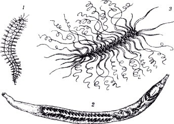 Секреты гирудотерапии - i_003.jpg