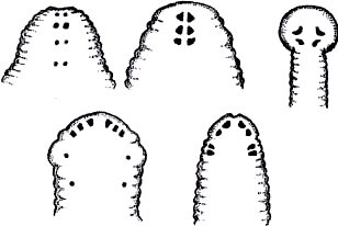 Секреты гирудотерапии - i_007.jpg