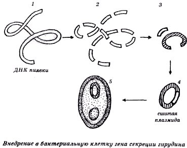 Секреты гирудотерапии - i_024.jpg