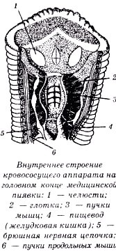 Секреты гирудотерапии - i_034.jpg