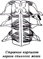 Секреты гирудотерапии - i_053.jpg