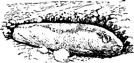 По страницам каменных летописей - i_048.png