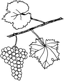 Виноград для начинающих - _01.png
