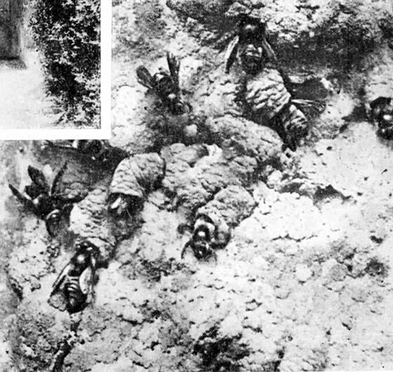 Фабр - i_010.jpg