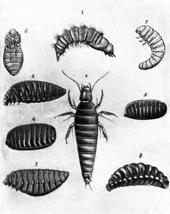 Фабр - i_018.jpg