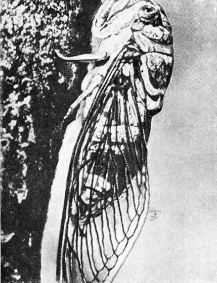 Фабр - i_026.jpg