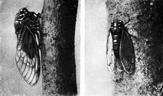 Фабр - i_027.jpg