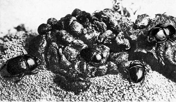 Фабр - i_030.jpg