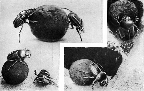 Фабр - i_034.jpg