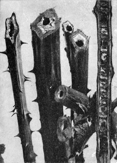 Фабр - i_045.jpg