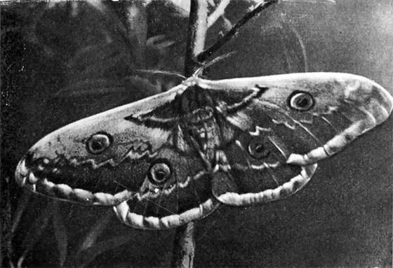 Фабр - i_053.jpg