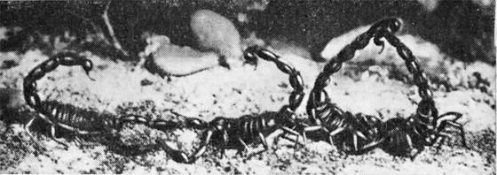 Фабр - i_067.jpg