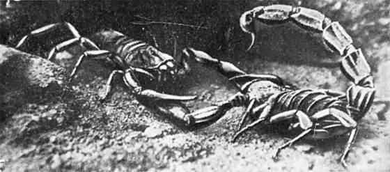 Фабр - i_068.jpg