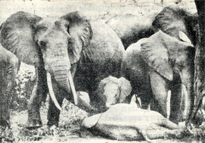 Жизнь среди слонов - i_011.jpg