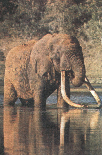 Жизнь среди слонов - i_018.jpg