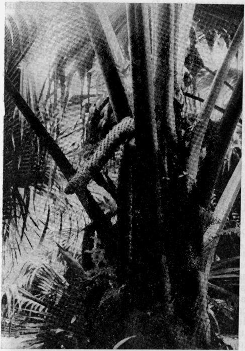 Осколки континента - image11.png