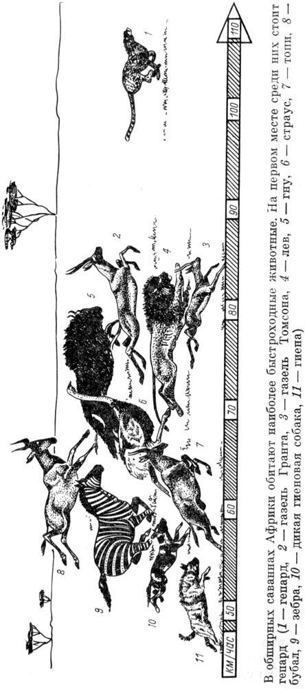 Африканский рай - fuentes0010.jpg